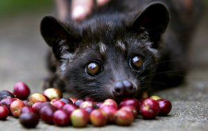 A four month old Luwak is tempted by some red coffee beans at the BAS Coffee plantation January 20, 2011 in Tapaksiring, Bali, Indonesia. The Luwak coffee is known as the most expensive coffee in the world because of the way the beans are processed and the limited supply.  The Luwak is an Asian palm civet, which looks like a cross between a cat and a ferret.  The civet climbs the coffee trees to find the best berries, eats them, and eventually the coffee beans come out in its stools as a complete bean. Coffee farmers then harvest the civet droppings and take the beans to a processing plant. Luwak coffee is produced mainly on the islands of Sumatra, Java, Bali and Sulawesi in the Indonesian Archipelago, and also in the Philippines.