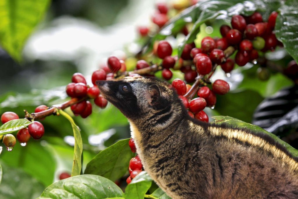 Luwak coffee