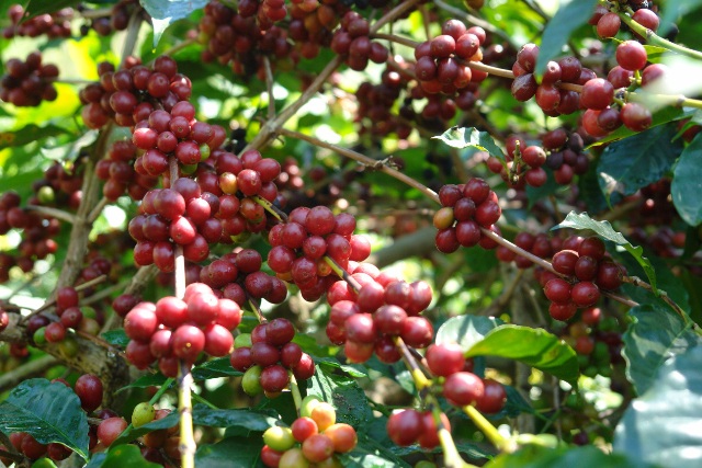 Bajawa, Flores kopi dengan karakter unik
