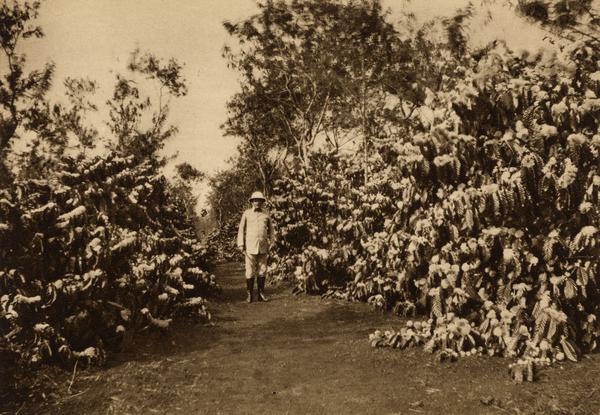 kebun kopi Belanda