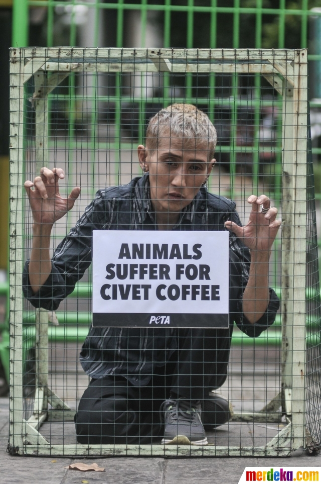 Kopi Luwak