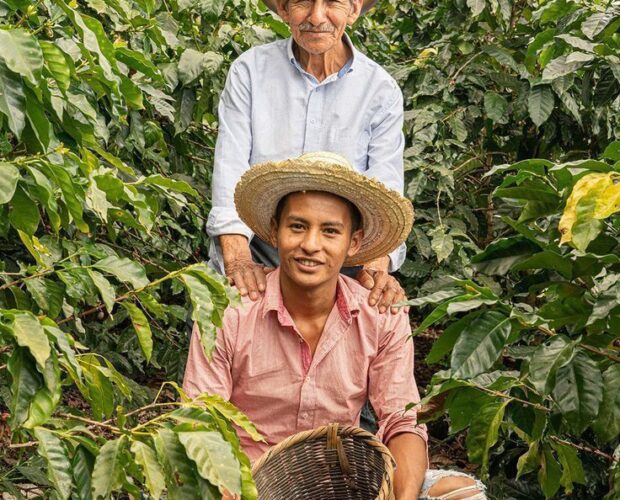 Buah ceri kopi merah di kebun kopi Kolombia yang siap dipanen di tengah krisis tenaga kerja.